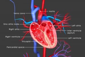 heart anatomy