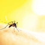 Medical News: Zika Virus