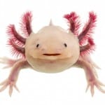 And here's a pic of an axolotl, because they are just so cute