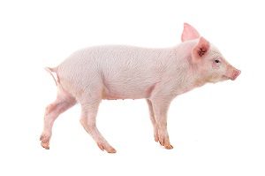 US research: growing human organs in pigs