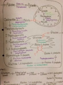 Revision Diagram 1