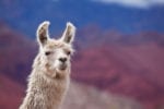 Llama antibodies